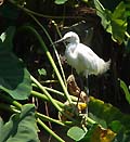 Guy Fanguy - Artist - Animals - Louisiana - Native Animals (27).jpg Size: 63335 - 4